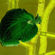Illustration for article titled Kleptoplast Slug Steals Plant Genes and Lives on Sunlight